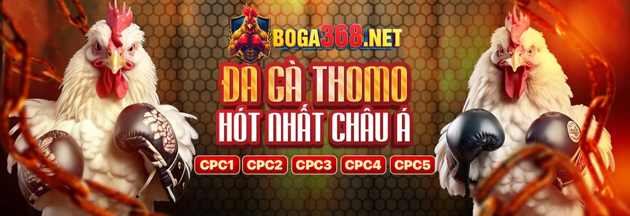 Đá gà truyền thống, đấu trường gà